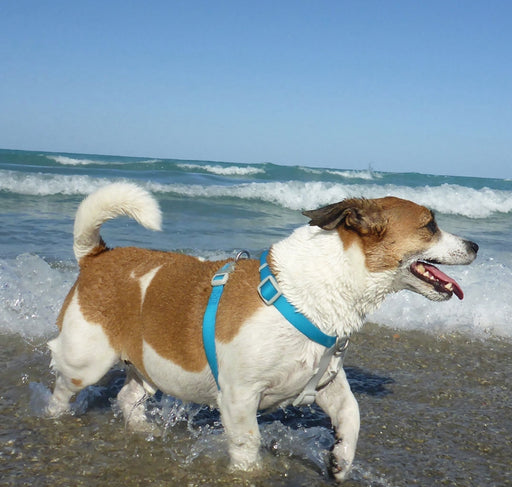 X-Small - 1 count Coastal Pet Pro Waterproof Dog Harness 3/4" Purple