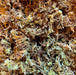 750 gram (5 x 150 gm) Lugarti Premium Sphagnum Moss for Reptiles