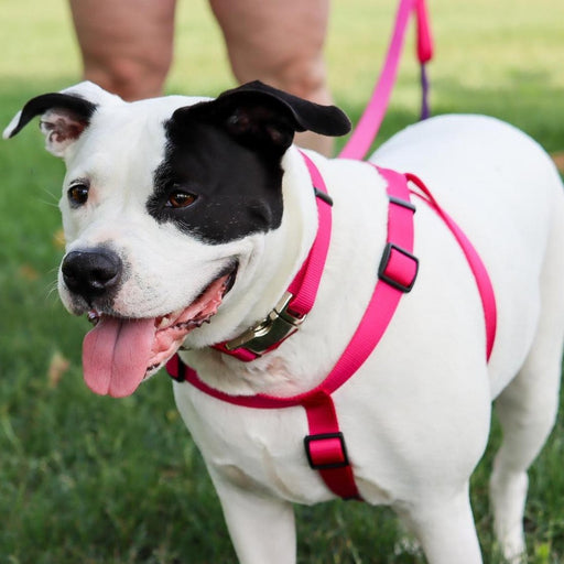 Large - 1 count Coastal Pet Comfort Wrap Dog Adjustable Harness Neon Pink