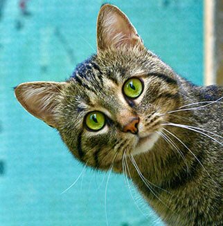Wholesale Cat Supplies