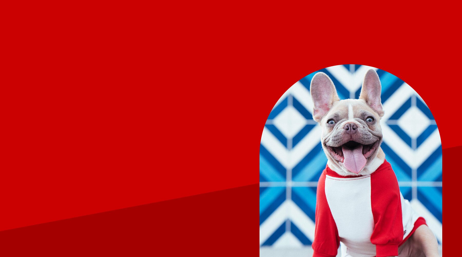 Buy wholesale pet supplies from www.PetWholesaleUSA.com for resellers and pet stores.