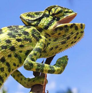 Wholesale Reptile Supplies