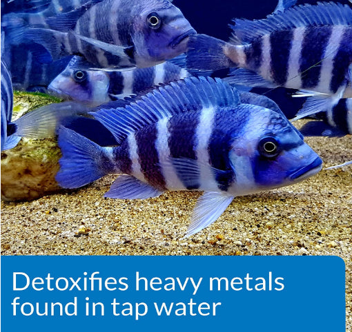 16 oz API Tap Water Conditioner Detoxifies Heavy Metals and Dechlorinates Aquarium Water