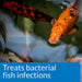 16 oz API Pond Melafix Treats Bacterial Infections for Koi and Goldfish