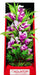 10" tall Aquatop Vibrant Garden Aquarium Plant Violet