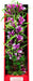16" tall Aquatop Vibrant Garden Aquarium Plant Violet