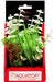 6" tall Aquatop Vibrant Wild Aquarium Plant White
