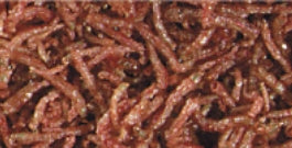 0.42 oz Hikari Bloodworms Freeze Dried Food
