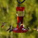 1 count More Birds Garnet Glass Hummingbird Feeder