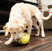 1 count KONG Tennis Rewards Treat Dispenser Small Dog Toy