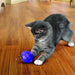 7 count KONG Active Cat Treat Ball Cat Toy