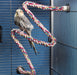 Small - 1 count JW Pet Flexible Multi-Color Comfy Rope Perch 32" Long for Birds