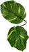 1 count Komodo Jumbo Guiana Terrarium Plant