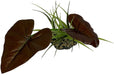 1 count Komodo Rainforest Canopy Terrarium Plant