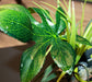 1 count Komodo Jungle Canopy Terrarium Plant