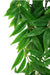 Small - 1 count Komodo Bamboo Hanging Vine Terrarium Plant