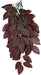 Small - 1 count Komodo Zebrina Hanging Vine Terrarium Plant