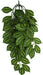 Small - 1 count Komodo Two-Tone Hanging Vine Terrarium Plant