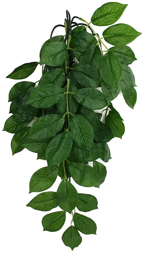Small - 1 count Komodo Grean Leaf Hanging Vine Terrarium Plant