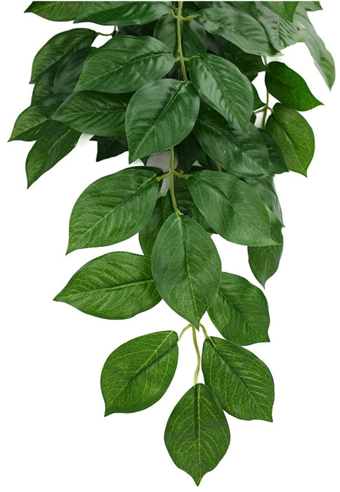 Small - 1 count Komodo Grean Leaf Hanging Vine Terrarium Plant