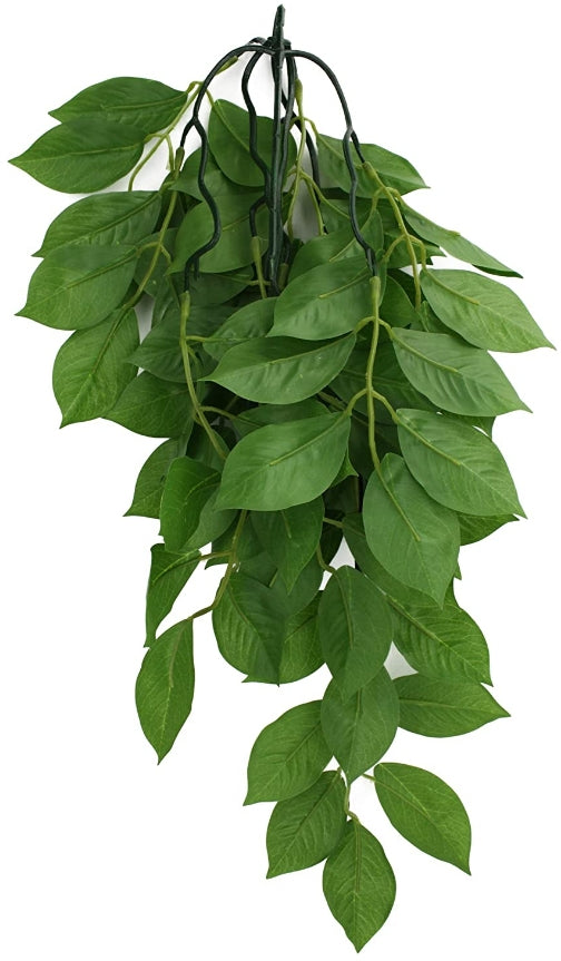 Large - 1 count Komodo Grean Leaf Hanging Vine Terrarium Plant