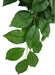 Large - 1 count Komodo Grean Leaf Hanging Vine Terrarium Plant