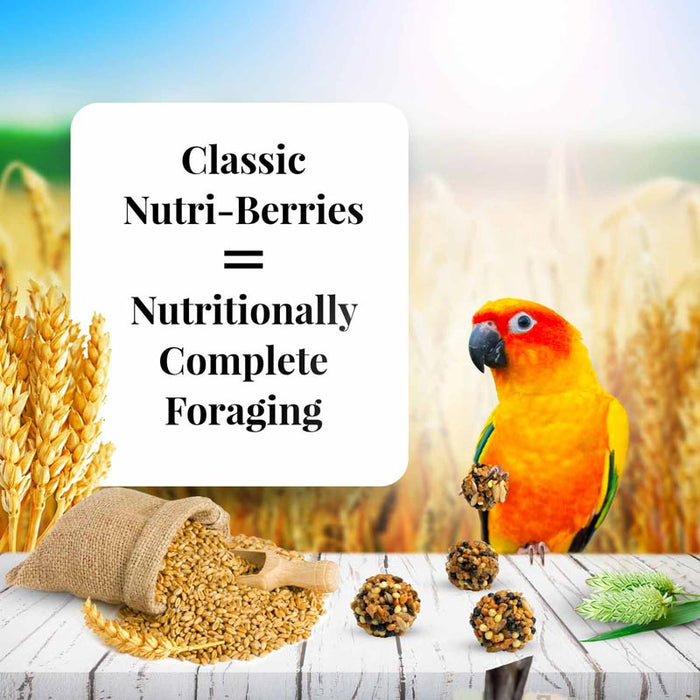 10 oz Lafeber Classic Nutri-Berries Conure Food