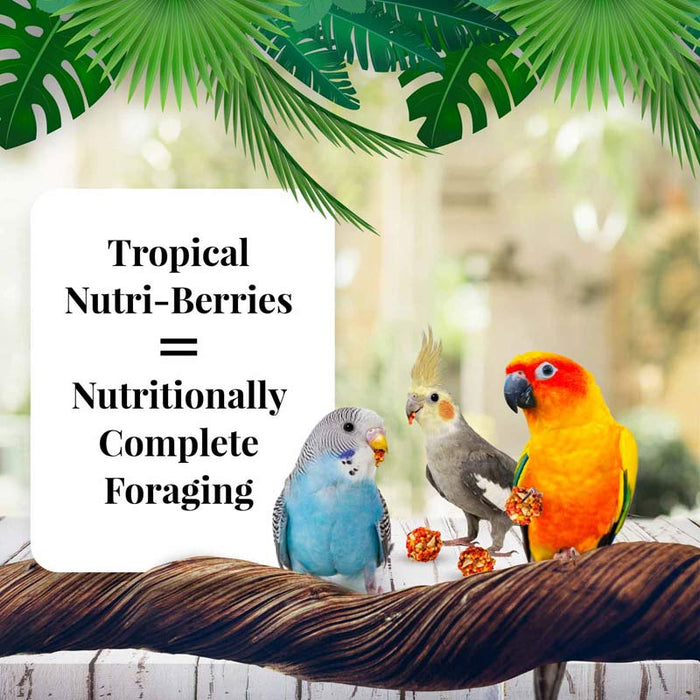 10 oz Lafeber Tropical Fruit Nutri-Berries Parakeet, Cockatiel and Conure Food
