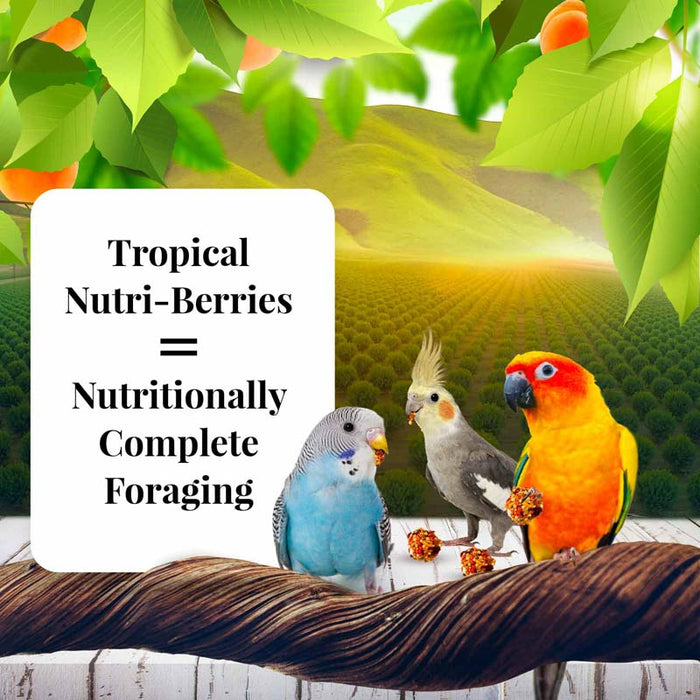 10 oz Lafeber Sunny Orchard Nutri-Berries Parakeet, Cockatiel and Conure Food