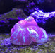 250 gram Seachem Reef Buffer Raises pH to 8.3 in Aquariums