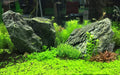 1250 mL (5 x 250 mL) Seachem Flourish Advance Growth Enhancer for Live Aquarium Plants