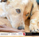 6 count Spot Bambone Wish Bone Chicken Dog Treat Medium