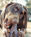 1 count Spot Bambone Wish Bone Bacon Dog Treat Large