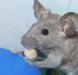 2.5 oz Vitakraft Mini Drops Treat for Hamsters, Rats and Mice Banana and Cherry Flavor