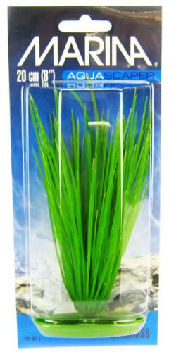 8" tall Marina Hairgrass Aquarium Plants