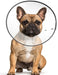 Small - 1 count ZenPet E-Clear Recovery Collar