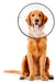 X-Large - 1 count ZenPet E-Clear Recovery Collar
