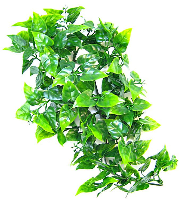 Small - 1 count Zoo Med Naturalistic Flora Mexican Phyllo Plant for Reptiles