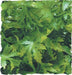 Small - 1 count Zoo Med Naturalistic Flora Cannabis Terrarium Plant